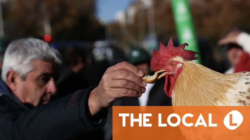 Spain - chicken road game